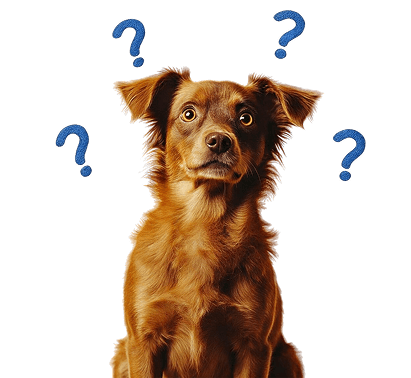 Dog with question marks